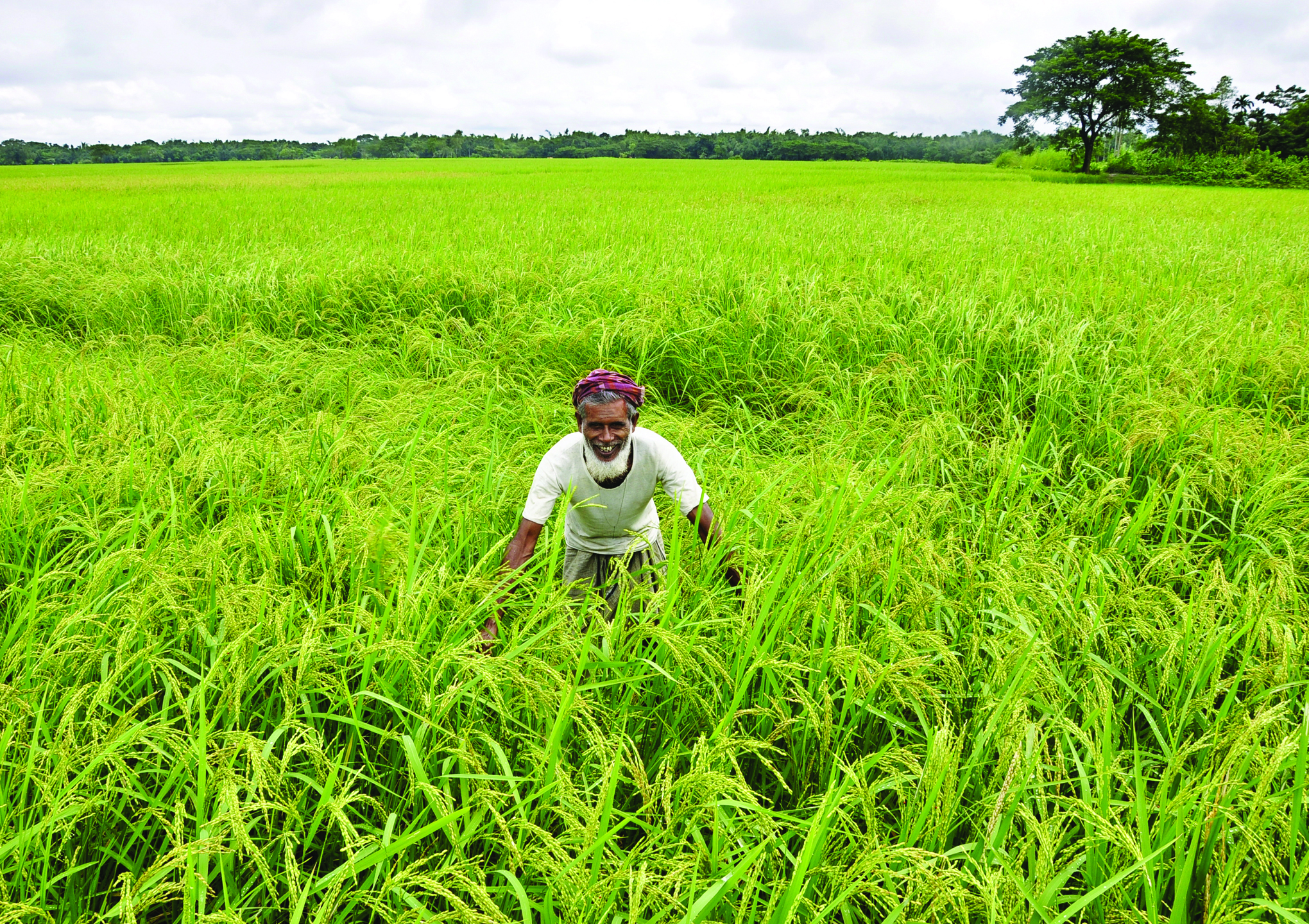 ধান ও আমাদের জীবন