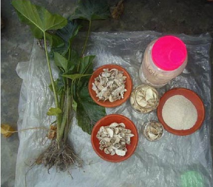 অবহেলিত মানকচু: কালাসোনা চরবাসীর দূর্যোগকালীন খাবার