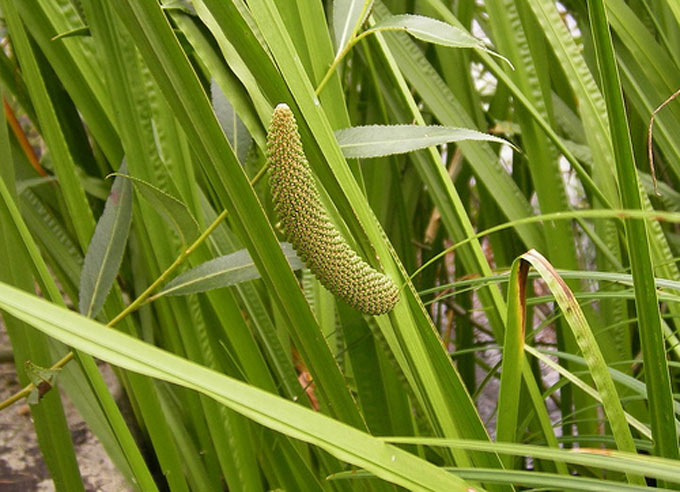হোগলা