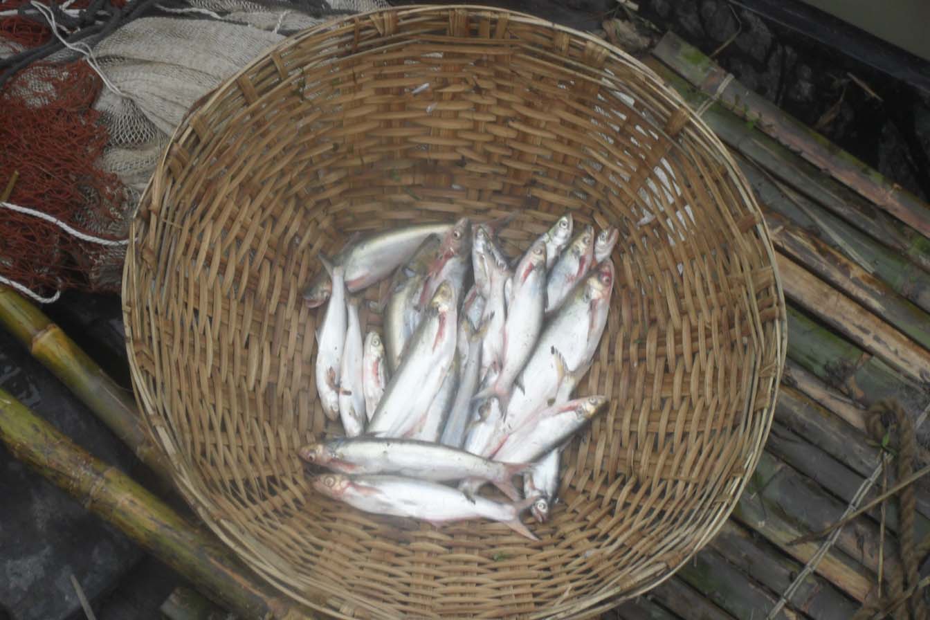 মাছের রাজ্য মাছ শুণ্য