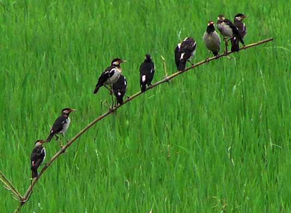উপকূলীয় এলাকায় ধানক্ষেতে পোকা দমনে পরিবেশবান্ধব পার্চিং পদ্ধতির ব্যবহার বৃদ্ধি পাচ্ছে