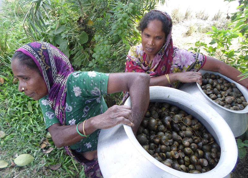 চলনবিলে শামুক নিধন বন্ধ করার উদ্যোগ নিন