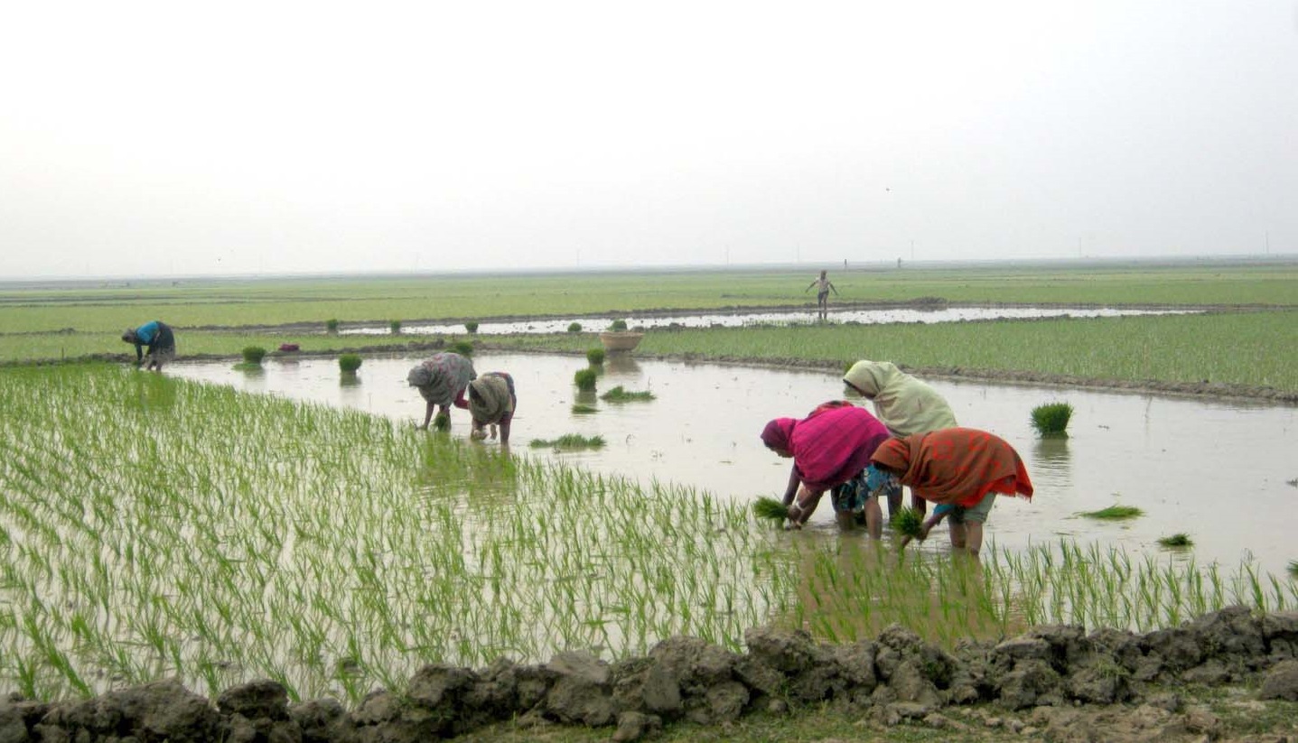 হাওরে নারীর “শ্রম বিপ্লব”