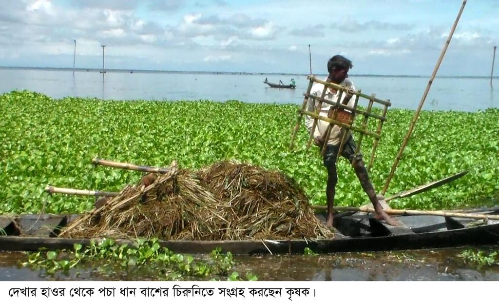 ‘আছড়ায়’ পচা ধান সংগ্রহ করছেন হাওরের ফসলহারা কৃষক