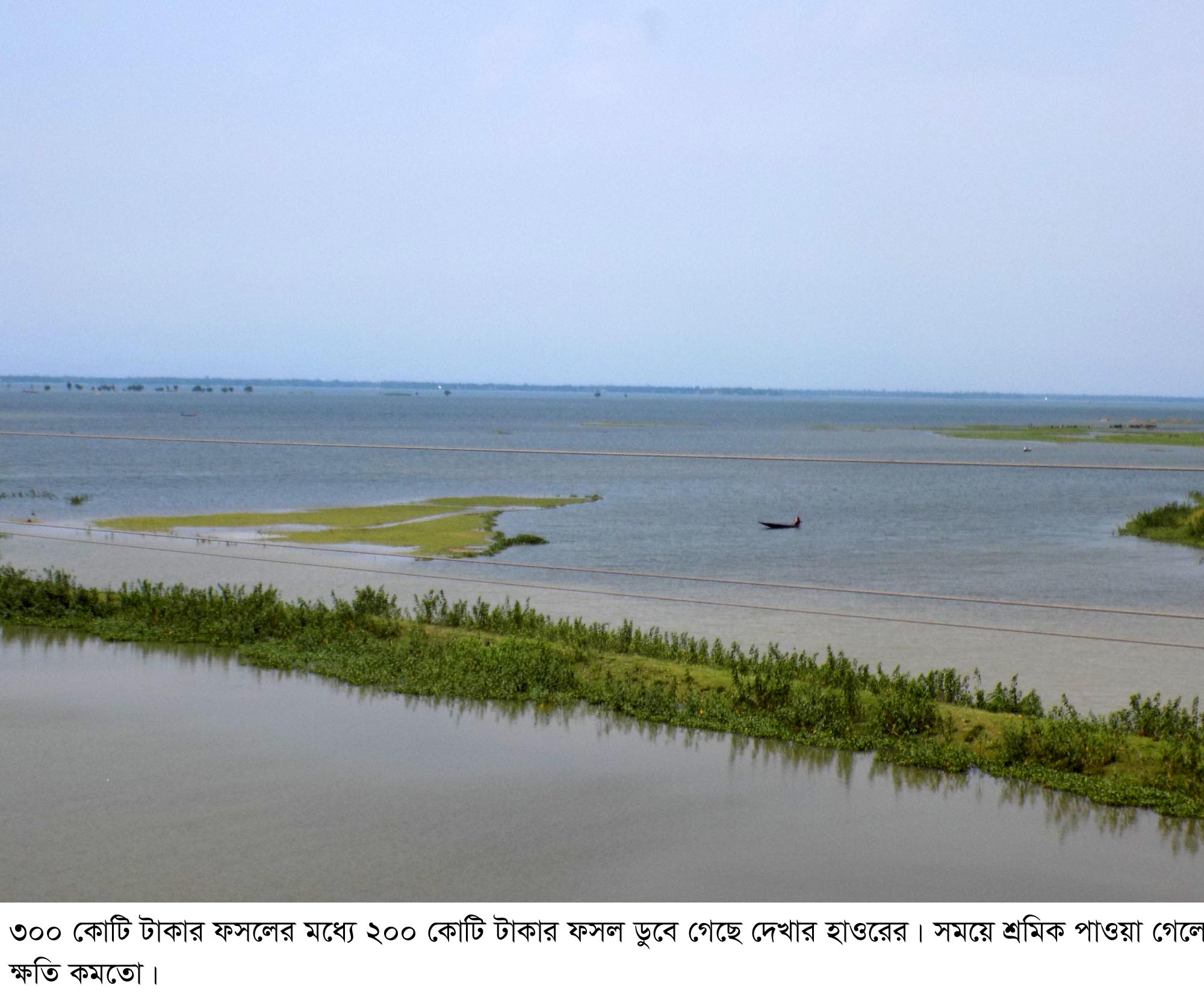 হাওরে শ্রমিক সঙ্কট: নষ্ট হচ্ছে কোটি টাকার ফসল
