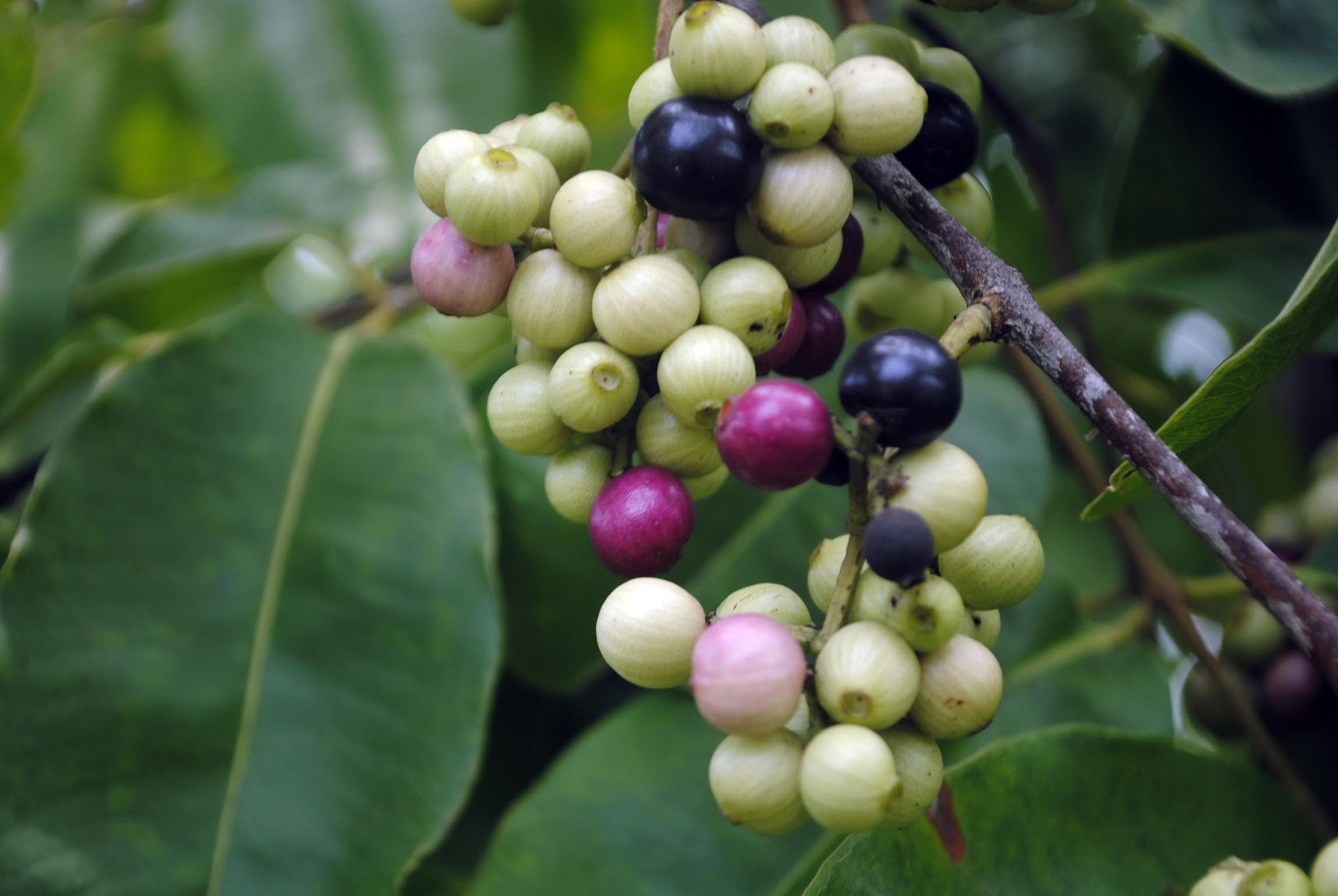 বাংলার ফল : ক্ষুদে জাম