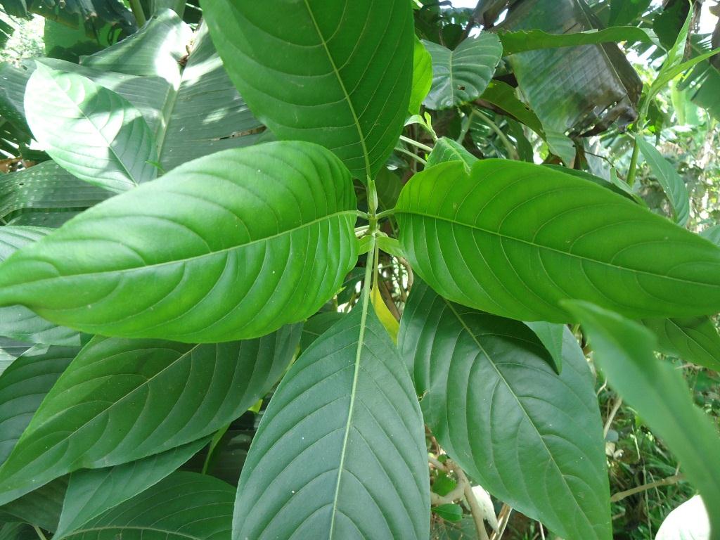 শহরমূখী বাসক পাতা