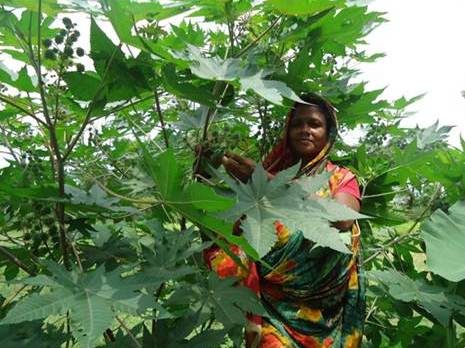 ভেন্না একটি অসাধারণ ভেষজই শুধু নয়, খাদ্য উপাদানও