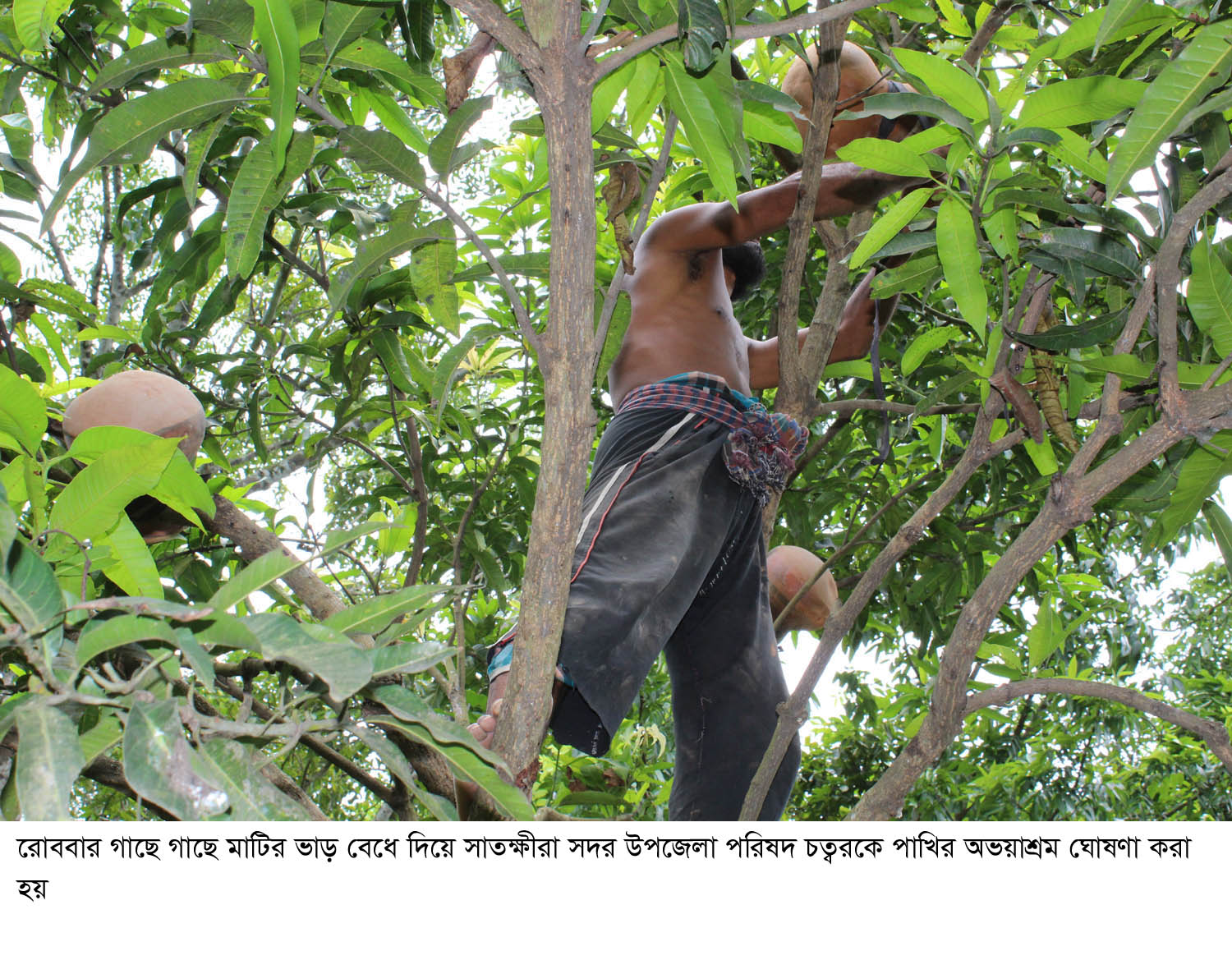 সাতক্ষীরায় গাছে গাছে মাটির ভাড় বেঁধে পাখিদের ‘অভয়াশ্রম’ তৈরির উদ্যোগ