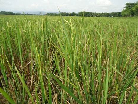 কৃষকের খাদ্য সার্বভৌমত্ব, আমাদের খাদ্য নিরাপত্তা