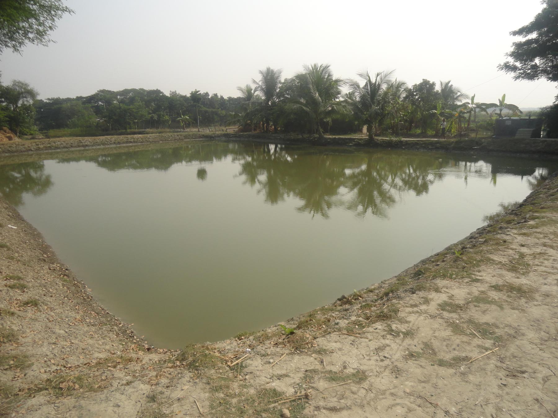 লবণাক্ততা জয়ে বিলপুকুর