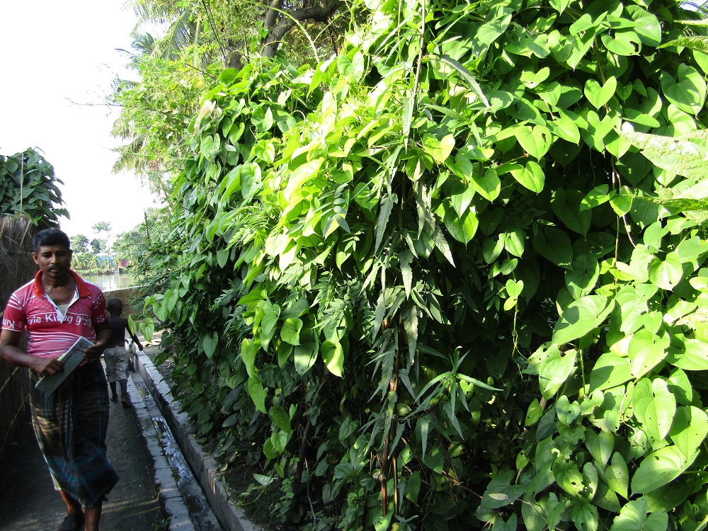 দুর্যোগকালিন খাদ্য গড় আলু