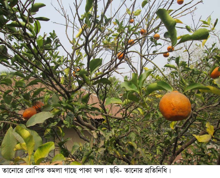 বরেন্দ্রের মাটিতে মিষ্টি কমলা ও মালটা চাষ