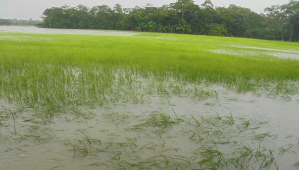 মঠবাড়িয়ায় আমন বীজতলা জলমগ্ন: বীজ সংকটের আশংকা কৃষকের