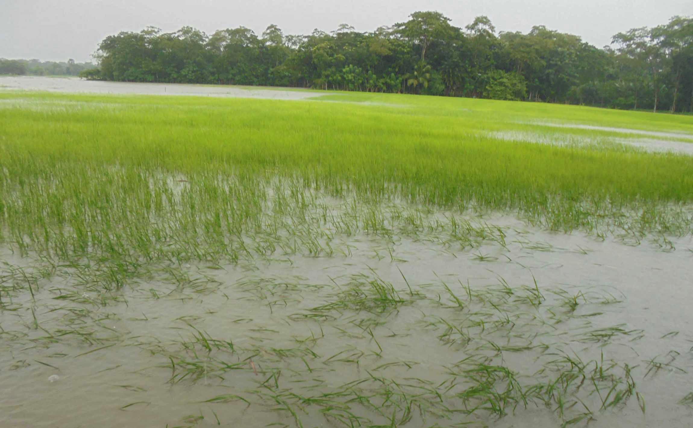 মঠবাড়িয়ায় আমন বীজতলা জলমগ্ন: বীজ সংকটের আশংকা কৃষকের