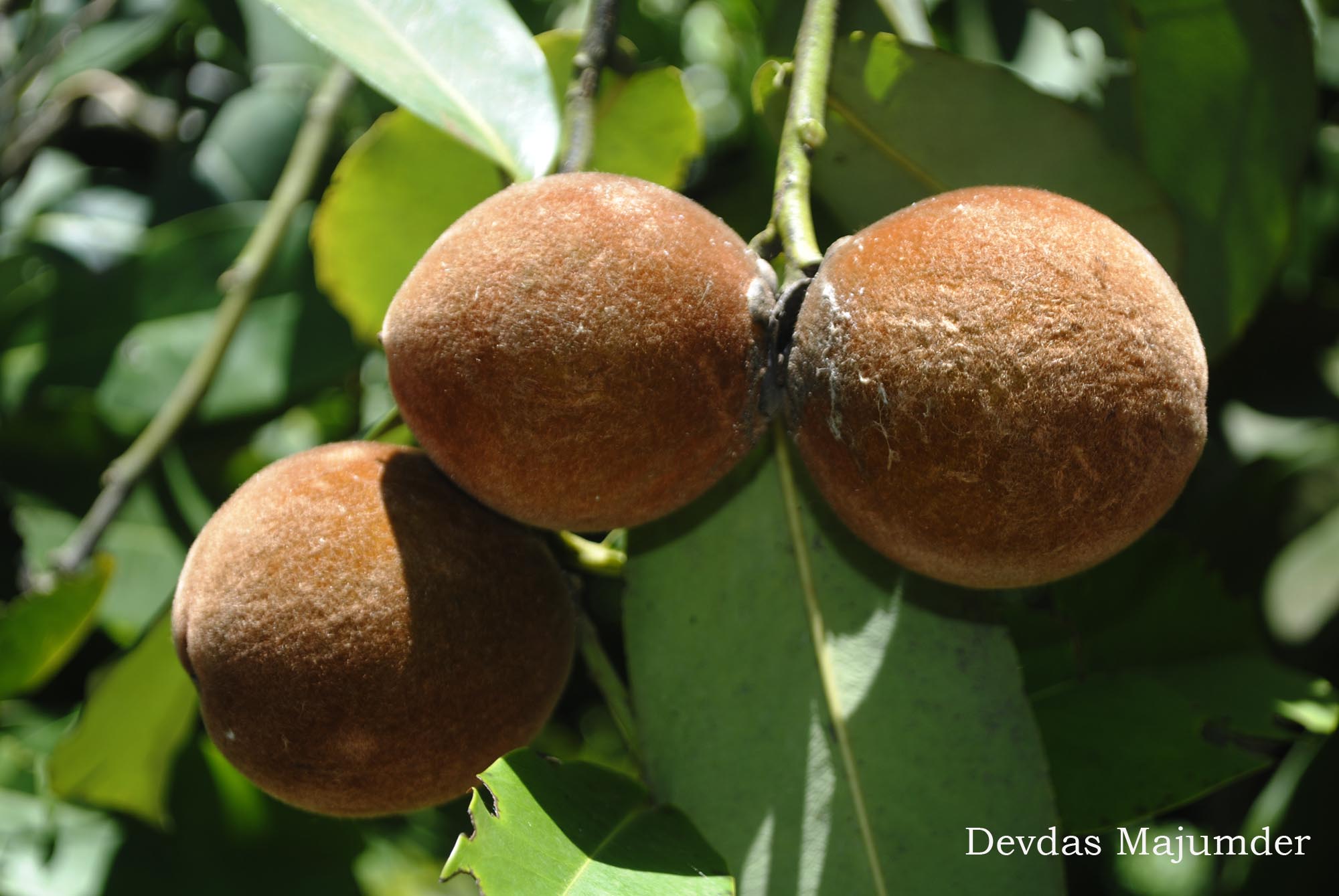 ‘বিলাতি গাব’ গবেষণায়  সম্ভাবনার  নতুন দ্বার