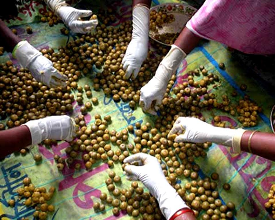 বাদাবন সম্ভার: বন ও বনজীবীর স্বপ্নযাত্রা
