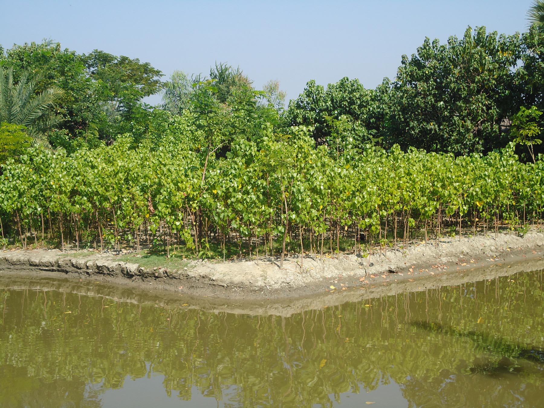 ঝড় ও জলোচ্ছ্বাসের ঢাল