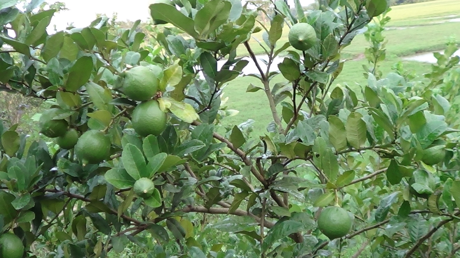 সব কিছুই করছি মনের তাগিদে