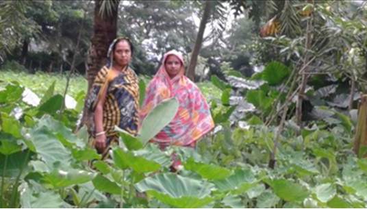 পারিবারিক খাদ্য নিরাপত্তা নিশ্চিতকরণে কল্পনা ও অর্চনা রাণীর উদ্যোগ