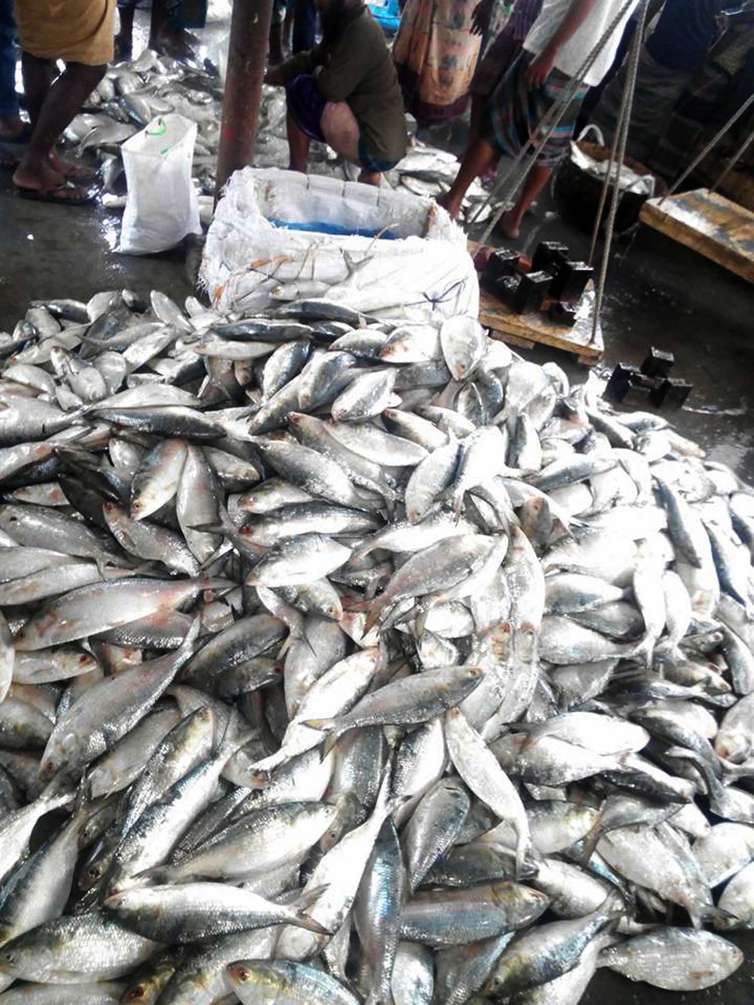 বলেশ্বর নদে রূপালি ইলিশের ভরা মৌসুম