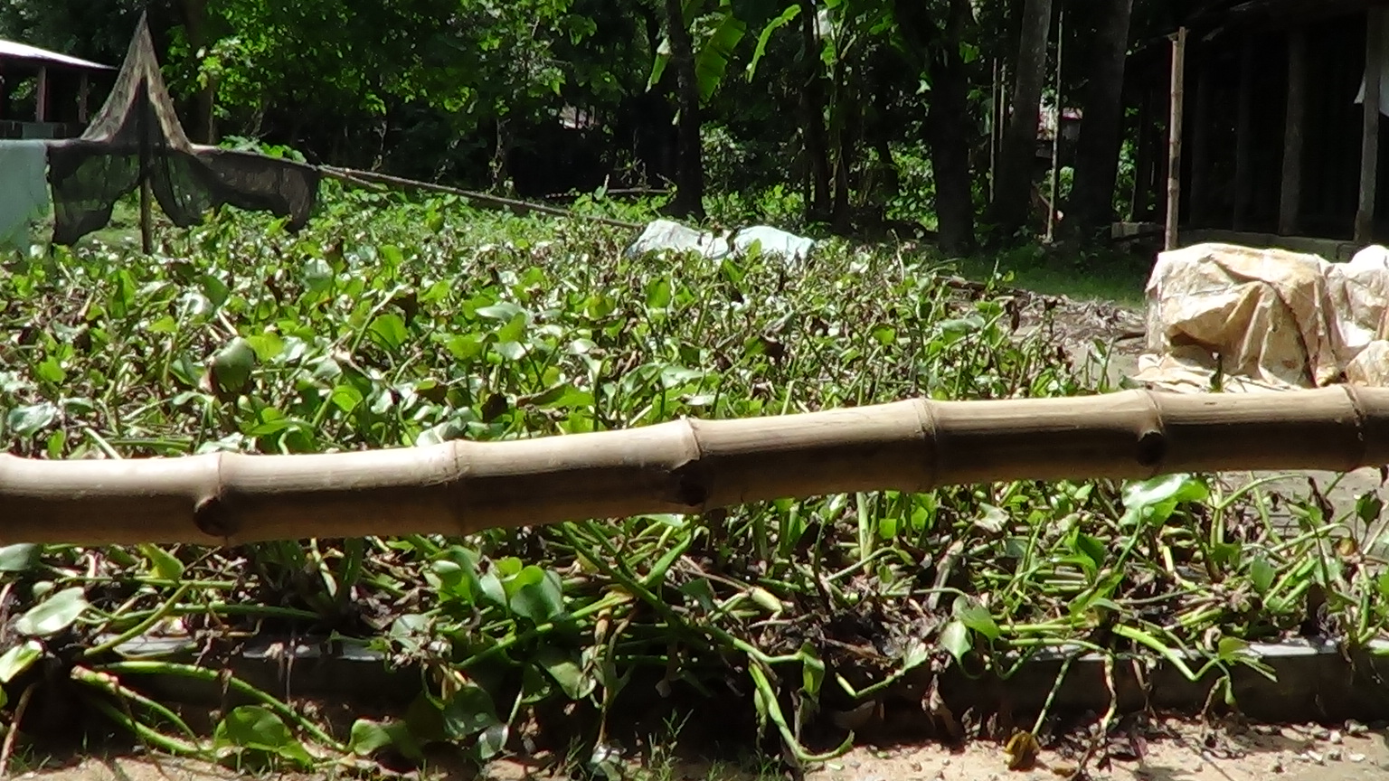 কচুরিপানার বহুমুখী ব্যবহার