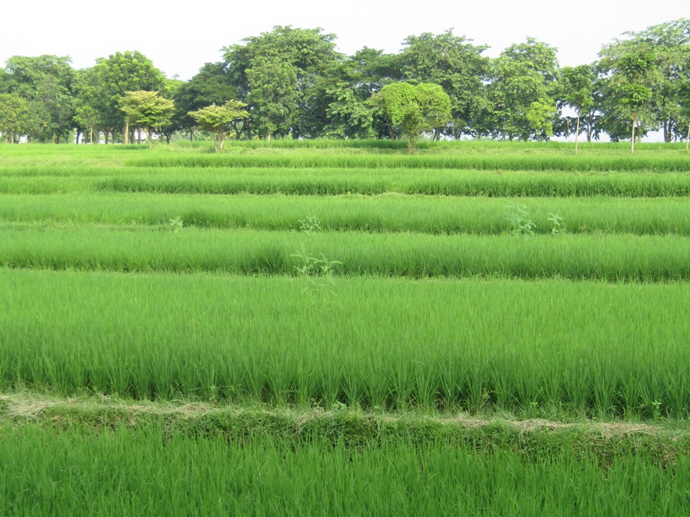 কার কতখানি কৃষি জমি থাকবে?