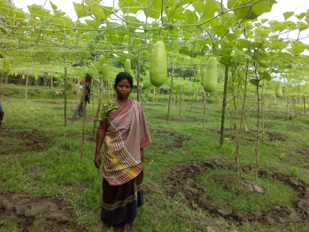 নিছুলা হাজংয়ের একাকীত্ব এবং লাউ বাগান