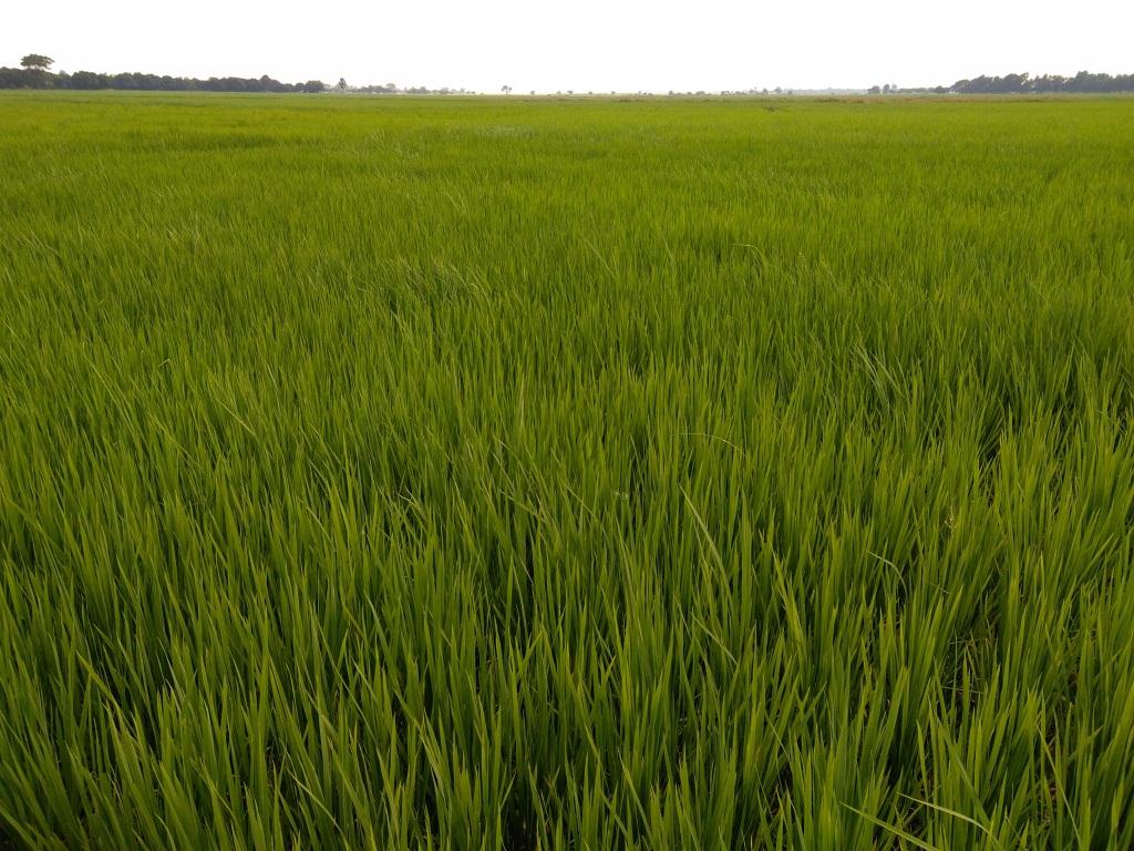 ‘বিলদুবইল বিলে এবার সোনা ফলানোর স্বপ্ন’