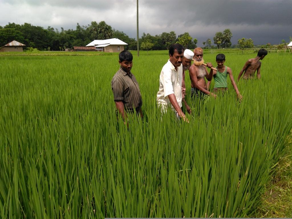 জৈব আগাছানাশক ব্যবহারে জমি ও ফসল ভালো থাকে