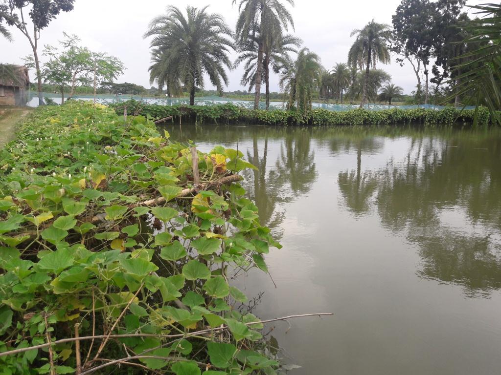 পরিবারের পুষ্টি নিশ্চিতে ঘেরের বেড়িতে সবজির আবাদ