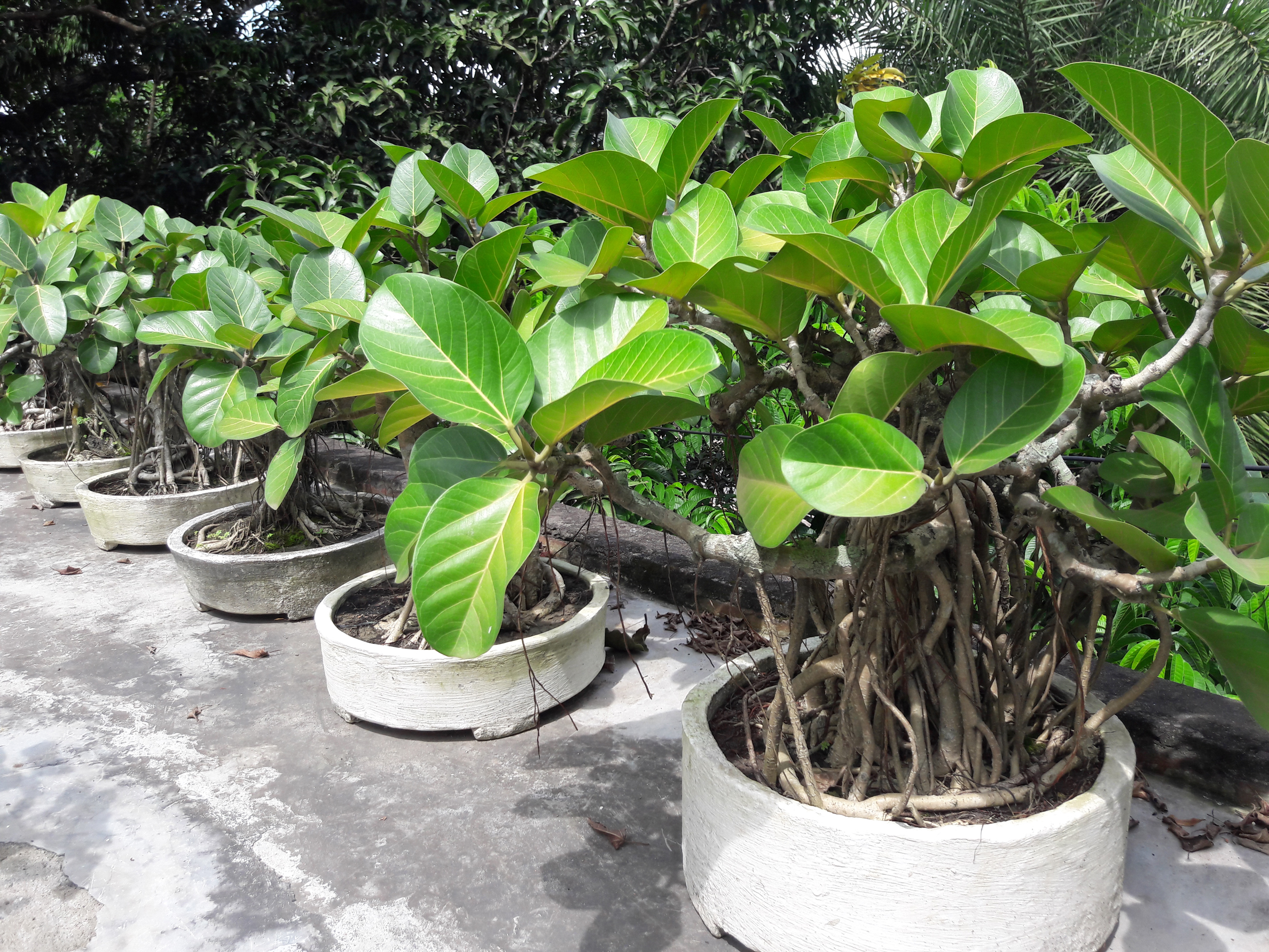 বনসাই প্রেমী উৎপলের গল্প
