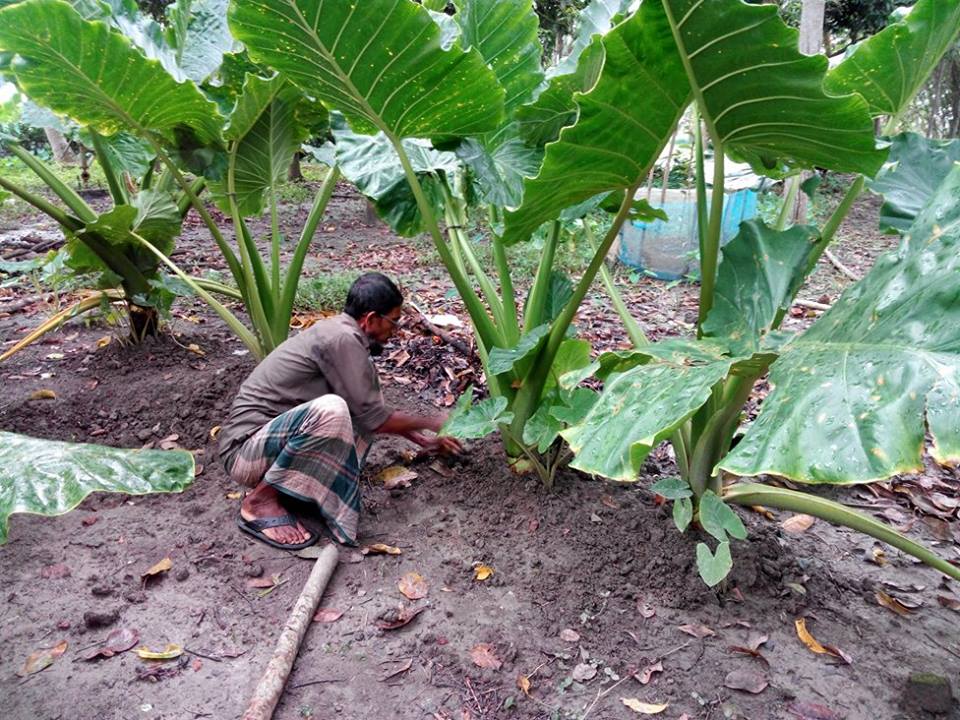 প্রতিবেশী কৃষকদের পরামর্শক ইমদাদুল হক