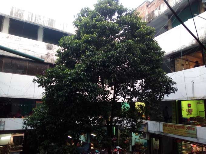 চড়ুই পাখির নিবাস একটি বকুলগাছ