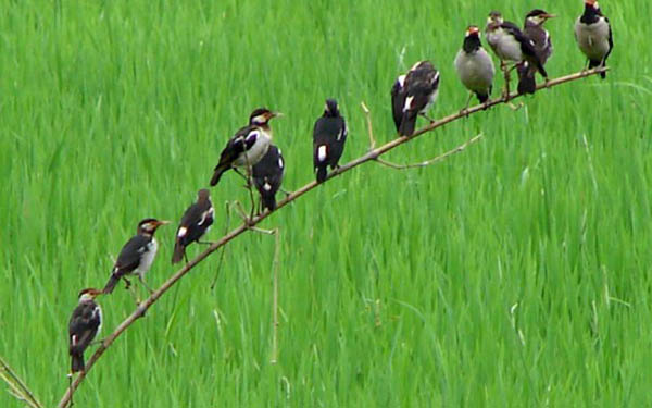 প্রাকৃতিক সংকটে বিপন্ন পক্ষিকূল