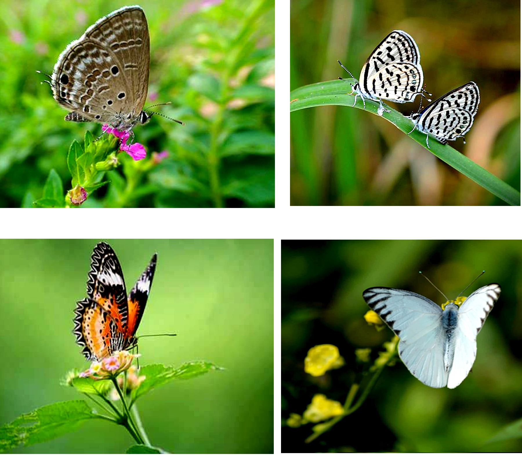 রঙিন পাখায় স্বপ্ন ওড়ে —