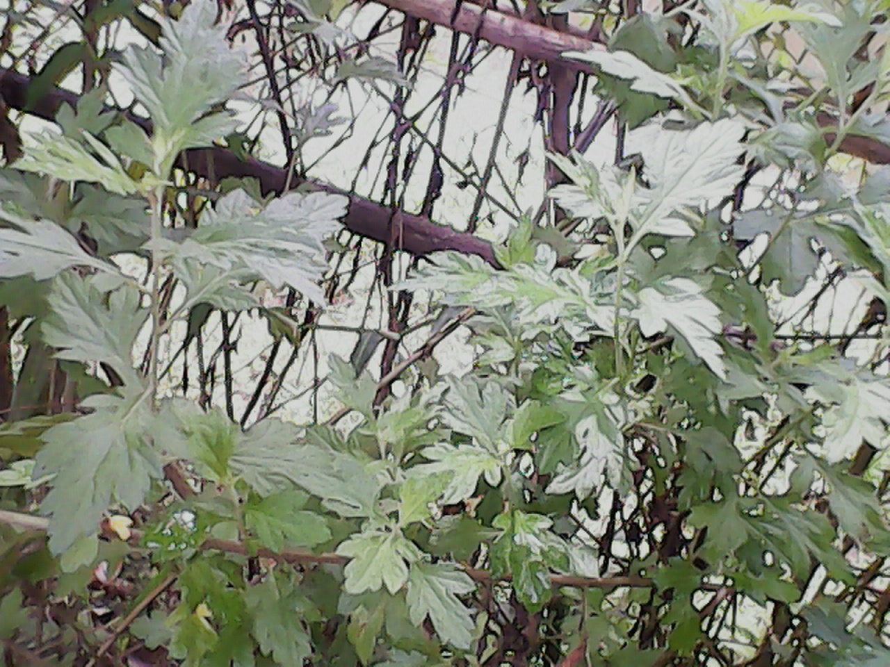 গাসন্ত চিকিৎসার অন্যতম উদ্ভিদ নাগদানি