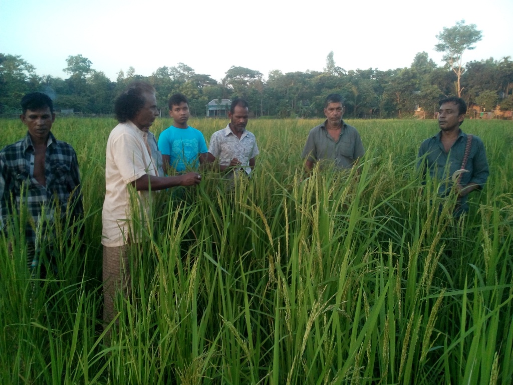 বন্যার পানিতেও মাথা তুলে কাইশ্যাবিন্নি ধান