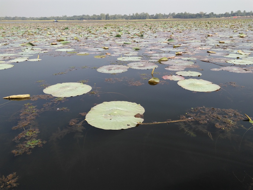 প্রকৃতির ফেরীওয়ালা