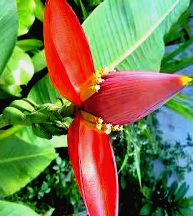 নানা গুণে গুণান্বিত কলার মোচা বা থোড়