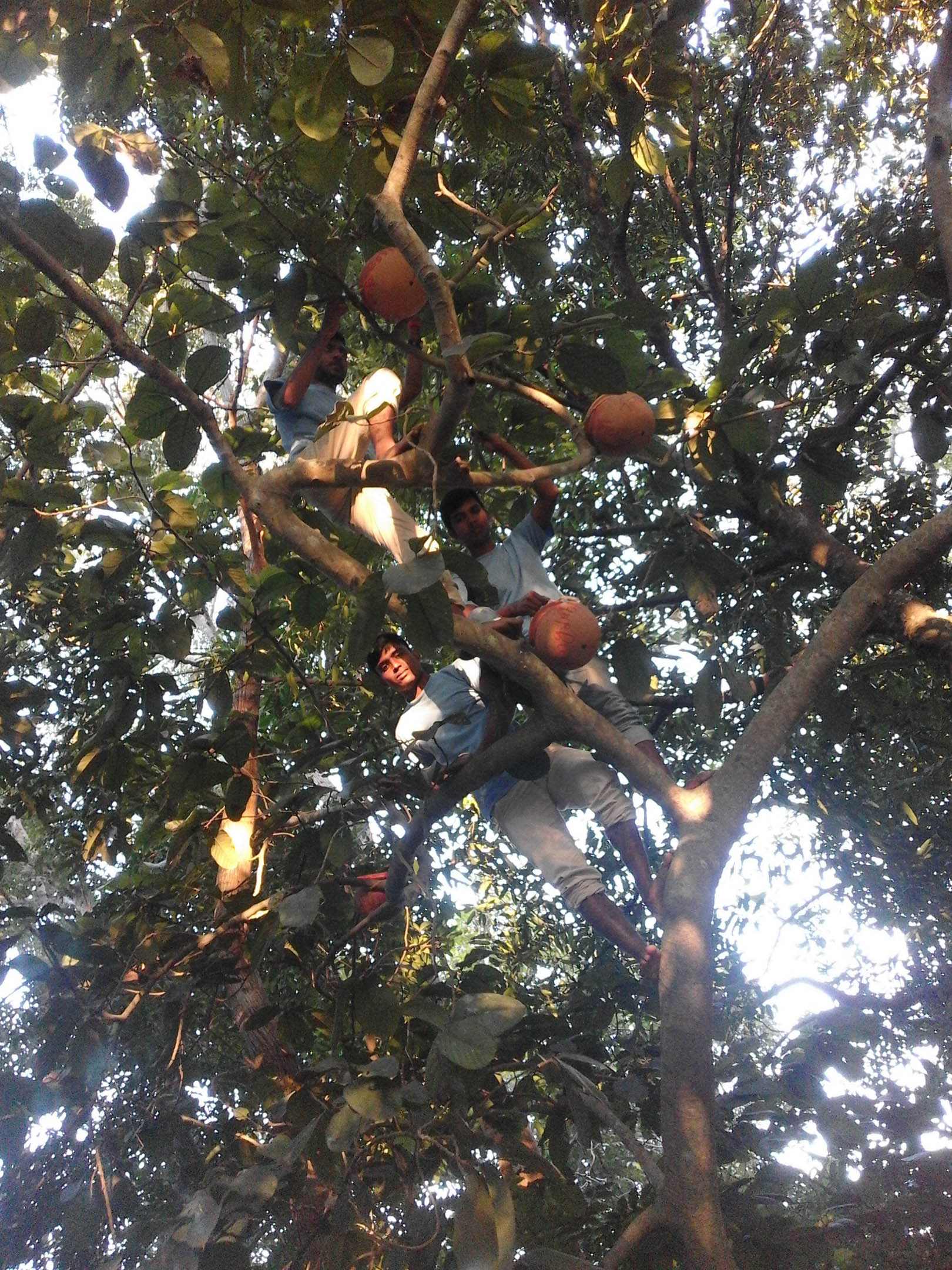 পাখির নিরাপদ ঠিকানায়…