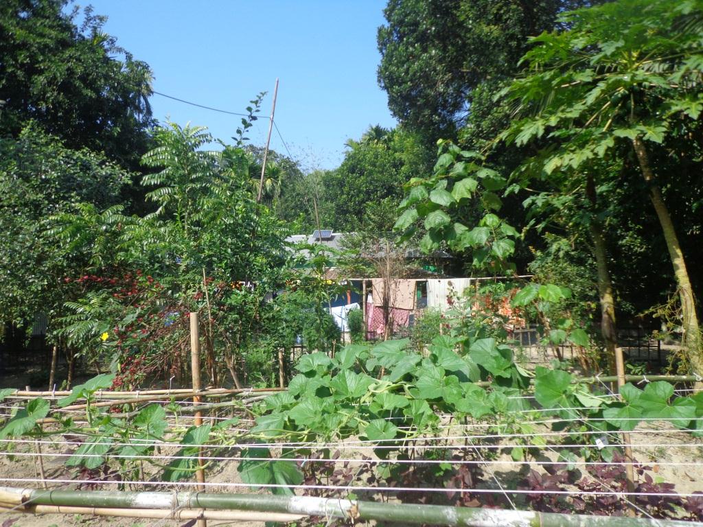 মানুষ গাছ দিয়েই আমারে চিনুক আর কিছু চাইনা