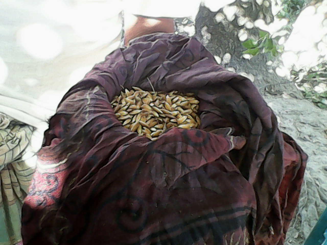 ধানবীজ অঙ্কুরোদগমের লোকায়ত পদ্ধতি