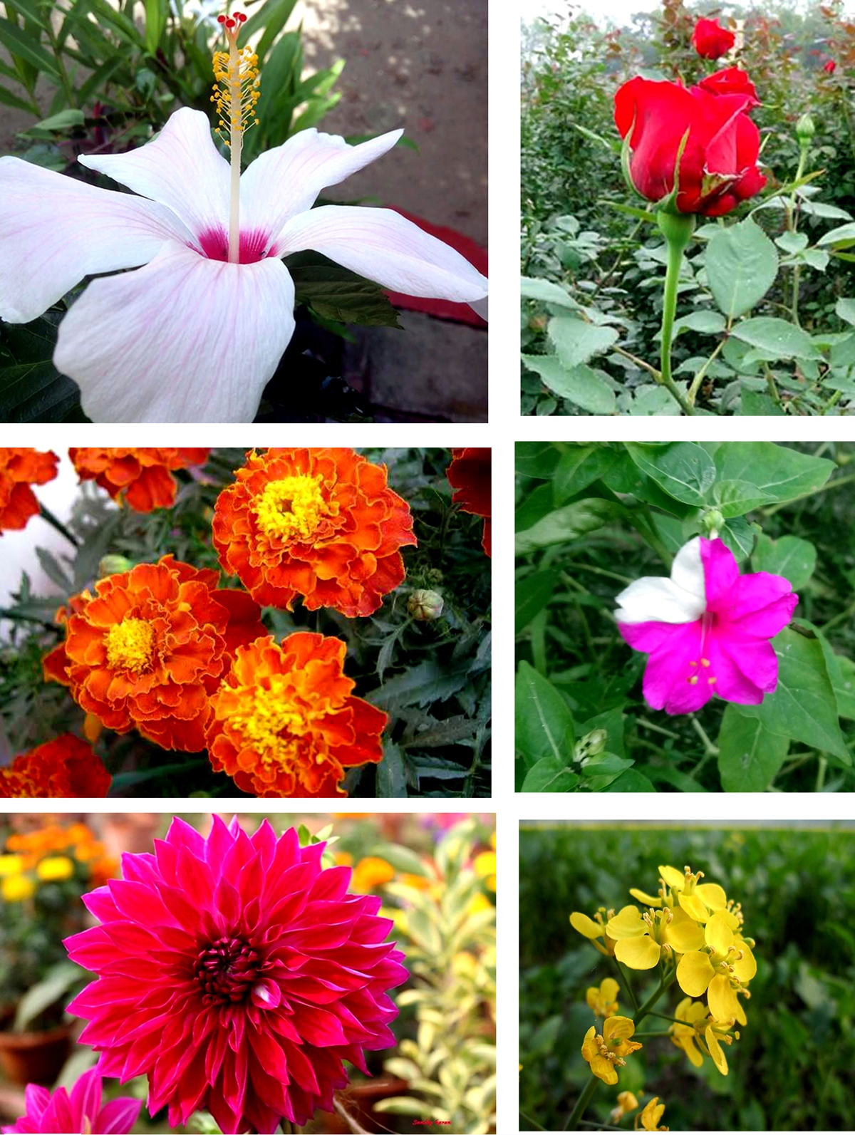 শীতের প্রকৃতিতে ফুলের উৎসব