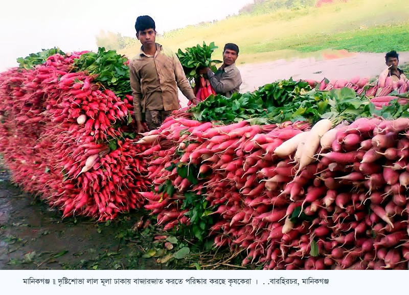 মানিকগঞ্জের কৃষকরা লাল মূলা চাষের দিকে ঝুঁকছেন