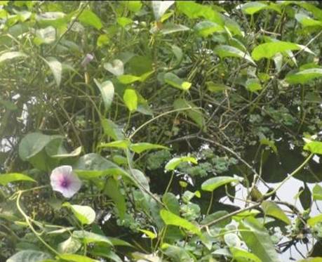 বহু গুণের কলমী শাক