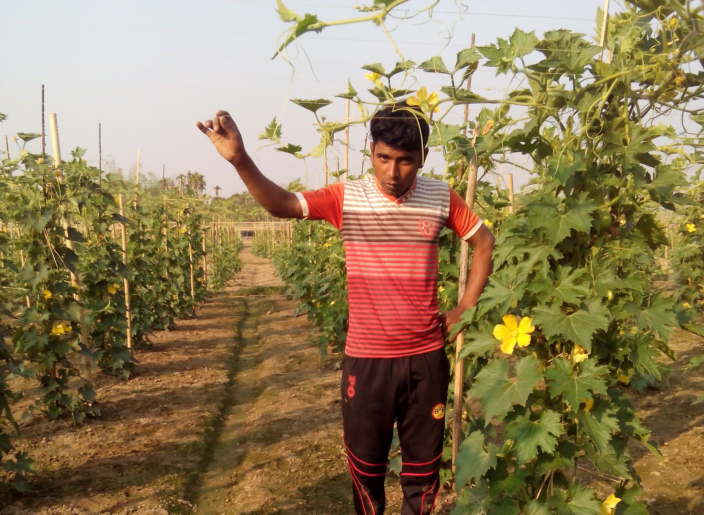 চালকুমড়ায় স্বপ্ন বুনেছেন তরুণ কৃষি উদ্যোক্তা সুজন মিয়া