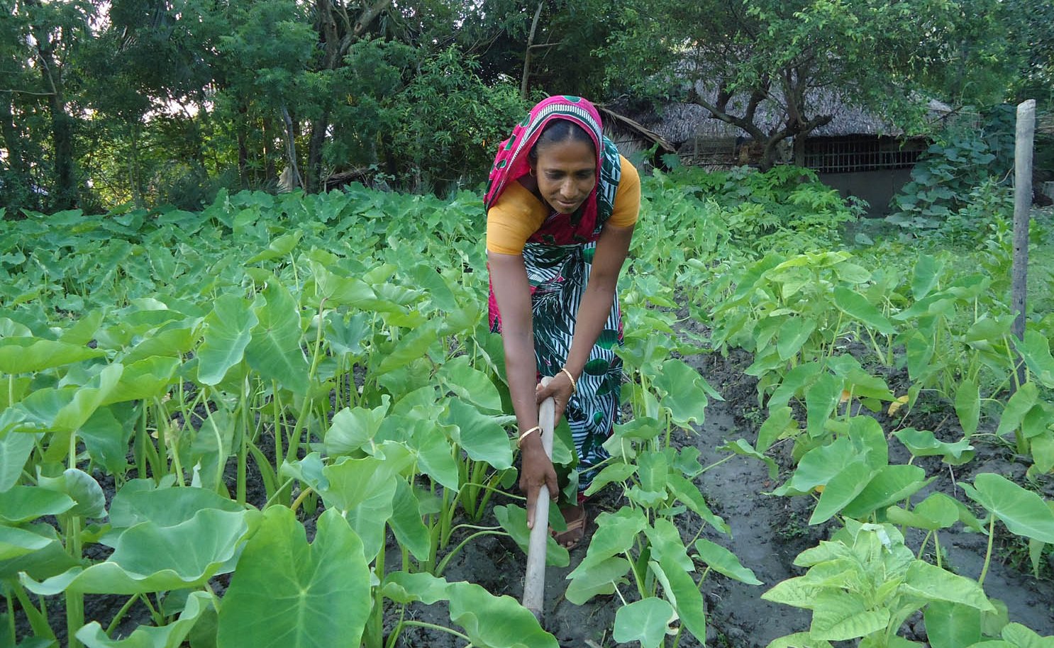 প্রাণবৈচিত্র্য ও প্রকৃতি নির্ভরশীলতাই কুসুম রাণীর সংগ্রামী জীবনের মূলমন্ত্র