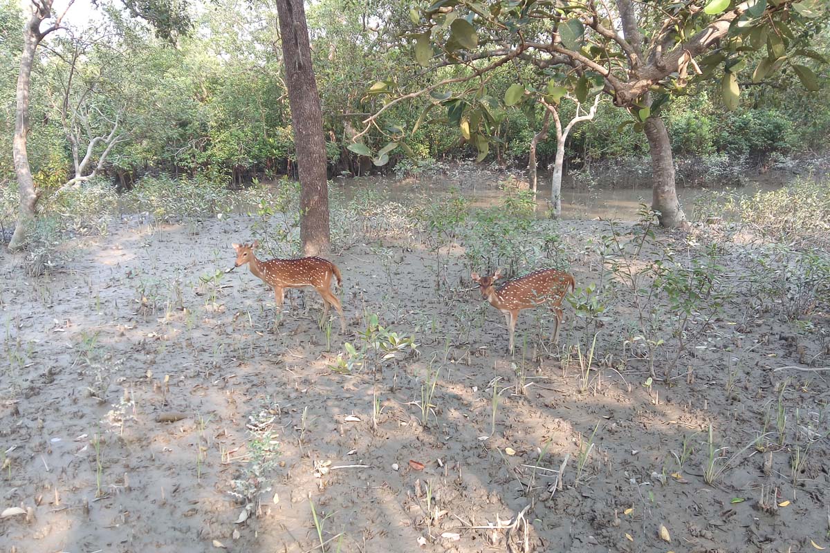 সুন্দরমন নিয়েই তারা আসেন সুন্দরবনে
