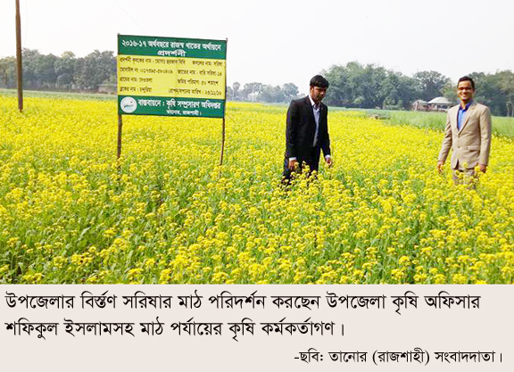 তানোরে সরিষার বাম্পার ফলনের সম্ভাবনা